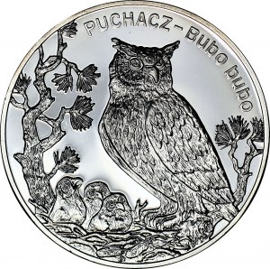 20 złotych 2005, Puchacz