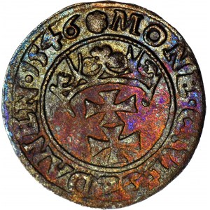 R-. Zygmunt I Stary, Szeląg 1546 Gdańsk rozeta, R3