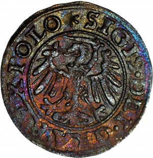 R-. Sigismund I. der Alte, Schelagus 1546 Danziger Rosette, R3.