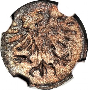 R-, Zikmund I. Starý, denár s růží, mincovna, T7, R3