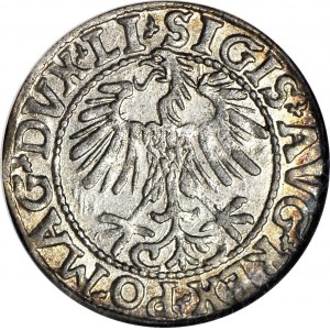 Sigismund II. Augustus, Halbpfennig 1557, Wilna, geprägt