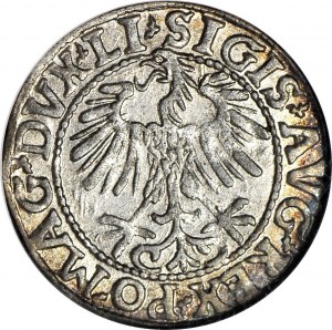 Sigismund II. Augustus, Halbpfennig 1557, Wilna, geprägt