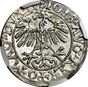 Sigismond II Auguste, demi-penny 1558, Vilnius, LI/LITVA frappé