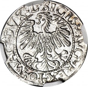 Sigismund II. Augustus, Halbpfennig 1559, Wilna, prächtig