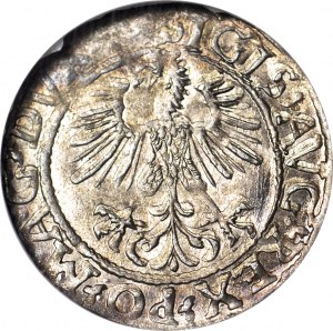 Sigismund II Augustus, Half-penny 1561, Vilnius, minted