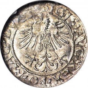 Sigismund II. Augustus, Halbpfennig 1561, Wilna, geprägt