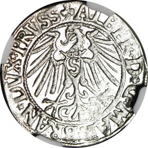 Duchy of Prussia, Albrecht Hohenzollern, 1546 penny, Königsberg, minted