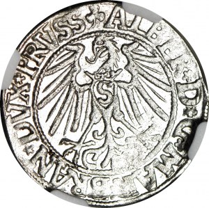 Knížecí Prusko, Albrecht Hohenzollern, Grosz 1546, Königsberg, raženo