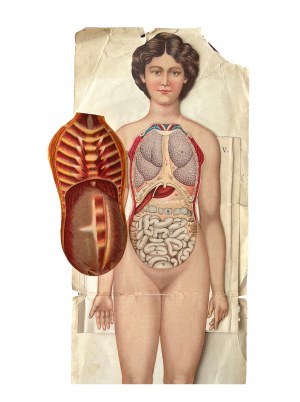 ANATOMICA ALL'INTERNO DELL'ATLANTE XIX secolo