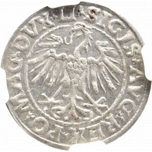 Zygmunt II August, Półgrosz 1547, Wilno - NGC MS63