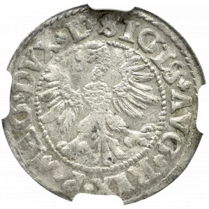 Zygmunt II August, Półgrosz 1546, Wilno - NGC MS64 