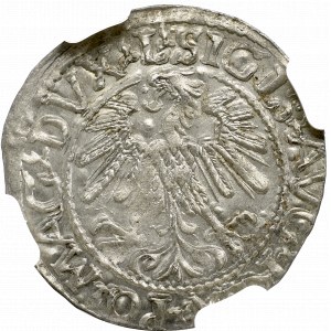 Zygmunt II August , Półgrosz 1560, Wilno - NGC MS65 