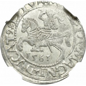 Zygmunt II August , Półgrosz 1561, Wilno - NGC MS64 