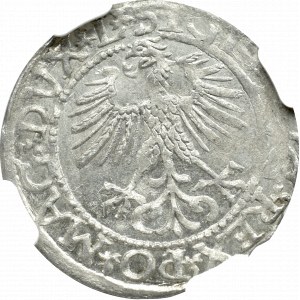 Zygmunt II August , Półgrosz 1561, Wilno - NGC MS64 