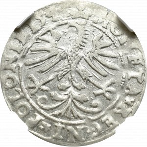 Zygmunt I Stary, Grosz 1545, Kraków - NGC AU55 