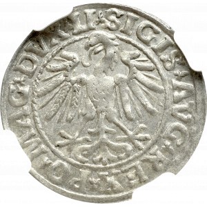 Zygmunt II August , Półgrosz 1547, Wilno - NGC MS61