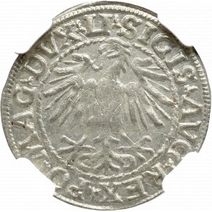 Zygmunt II August , Półgrosz 1548, Wilno - NGC MS64 