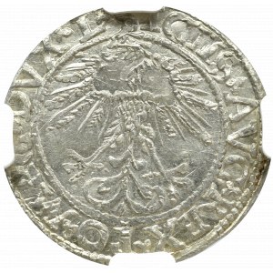 Zygmunt II August, Półgrosz 1562, Wilno - NGC MS64 
