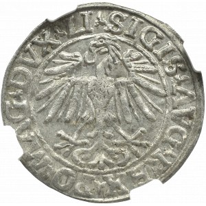 Zygmunt II August, Półgrosz 1548, Wilno - NGC MS62 