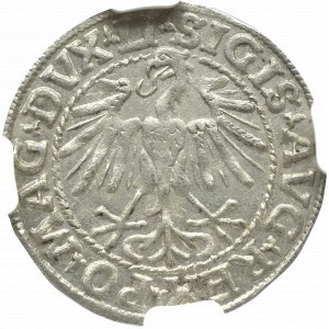Zygmunt II August, Półgrosz 1548, Wilno - NGC MS63 