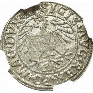 Zygmunt II August, Półgrosz 1550, Wilno - NGC MS64