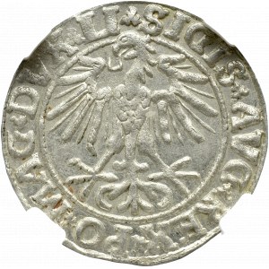 Zygmunt II August, Półgrosz 1550, Wilno - NGC MS63 