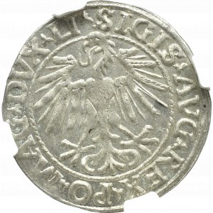 Zygmunt II August, Półgrosz 1548, Wilno - NGC MS64