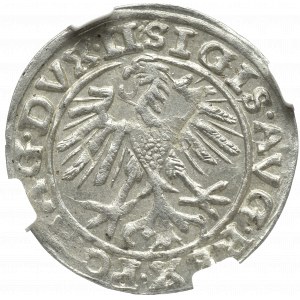 Zygmunt II August, Półgrosz 1557, Wilno - NGC MS62 