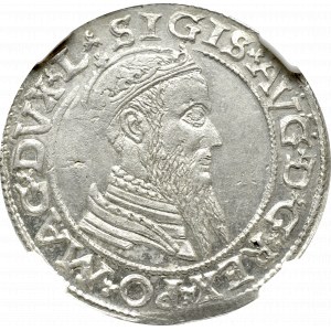 Zygmunt II August, Czworak 1565, Wilno - NGC MS62 