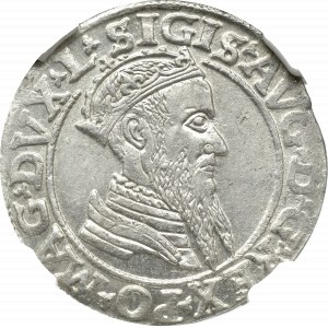 Zygmunt II August, Czworak 1567, Wilno - NGC MS62 