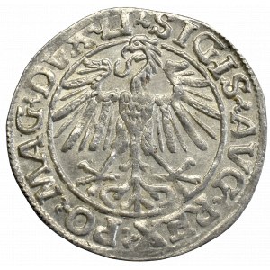 Zygmunt II August, Półgrosz 1548, Wilno