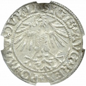 Zygmunt II August, Półgrosz 1549, Wilno - NGC MS64