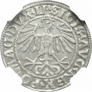 Zygmunt II August, Półgrosz 1550, Wilno - NGC MS63 
