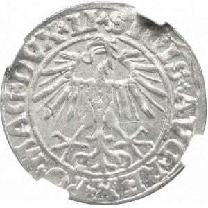 Zygmunt II August, Półgrosz 1550, Wilno - NGC MS64 