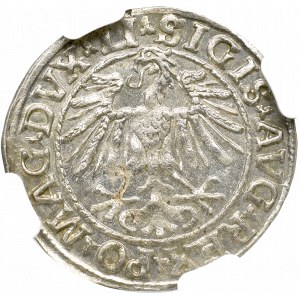 Zygmunt II August , Półgrosz 1548, Wilno - NGC MS65