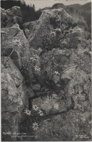 Postcard - Edelweiss in the Koscieliska Valley