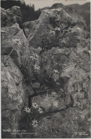 Pohľadnica - Edelweiss v Koštianskej doline
