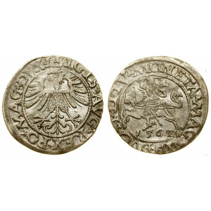 Polen, halber Pfennig, 1562, Vilnius