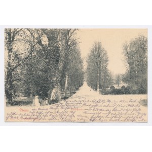 Pszczyna / Pless - Park 1907. (517)