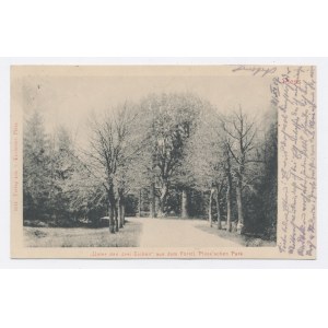 Pszczyna / Pless - Park 1907. (518)