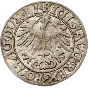 Litwa Polgrosz 1556 Wilno (R)