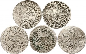 Litauen Polgrosz 1557-1665 Vilnius Lot von 5 Münzen