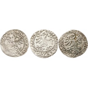 Litwa Polgrosz 1559-1561 Wilno Zestaw 3 monet