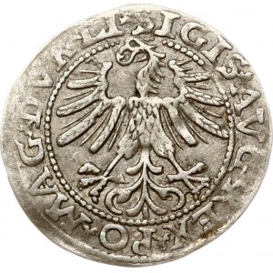 Litwa Polgrosz 1563 Wilno