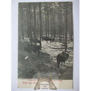 Pszczyna, Pless, Lasy Pszczyńskie, 1907
