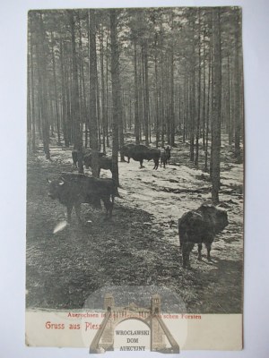 Pszczyna, Pless, Pszczyna Forests, 1907