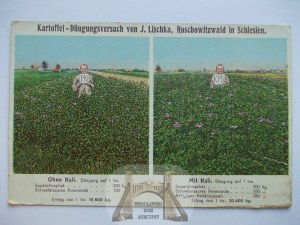 Roszowicki Las near. Kędzierzyn-Koźle, fertilizers, advertisement, ca. 1910