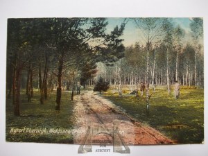 Oborniki Ślaskie, Obernigk, road in the forest, ca. 1920