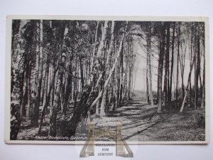 Swietouj¶ near Wolin, road in the forest, 1941
