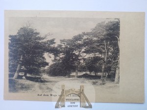 Hel, les, cesta cca 1915